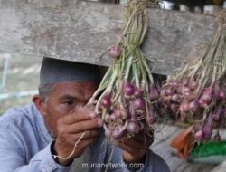 Petani Bawang Enrekang Hemat 60 Persen Biaya Produksi Usai Beralih ke Listrik