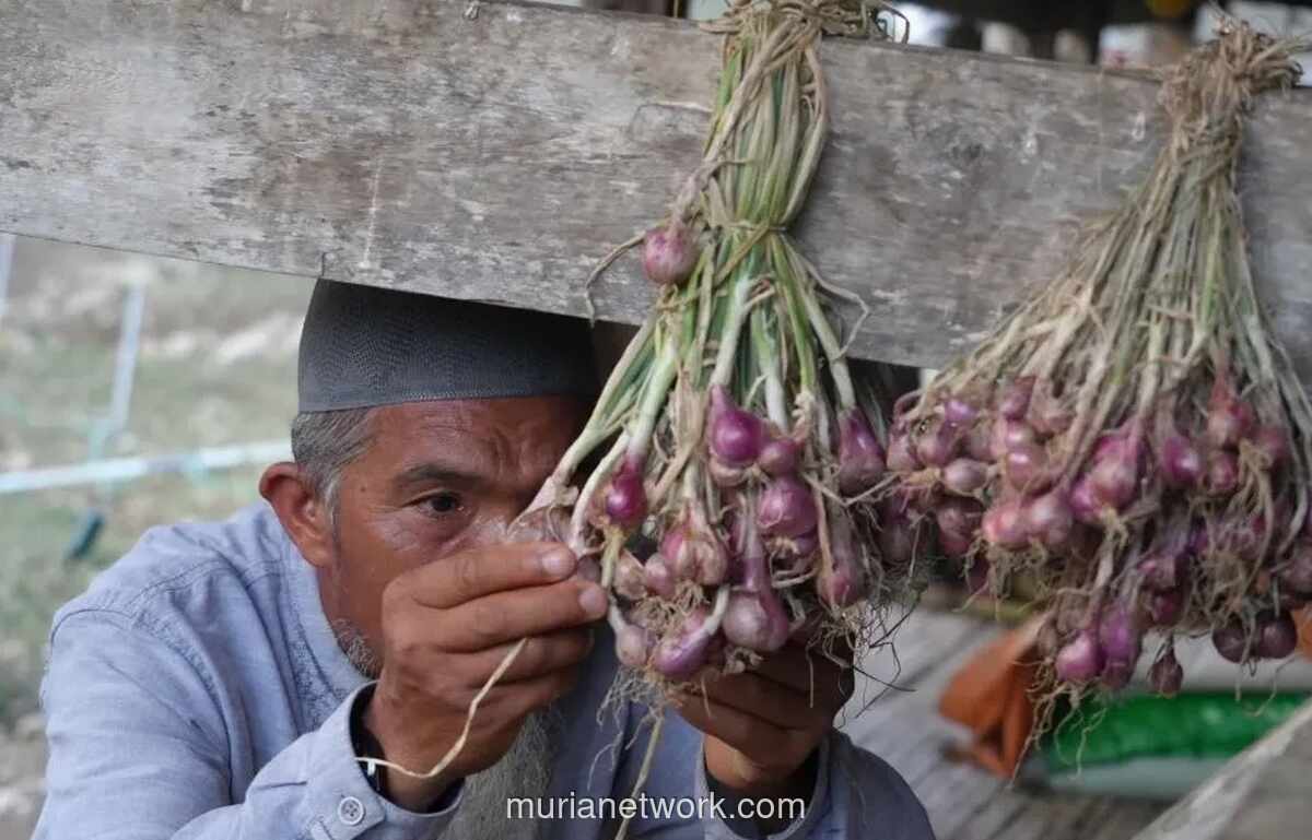 Petani Bawang Enrekang Hemat 60 Persen Biaya Produksi Usai Beralih ke Listrik