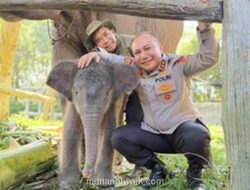Kapolda Riau Beri Nama Anak Gajah Sumatera ‘Nona Seroja’, Simbol Harapan Konservasi di Tesso Nilo