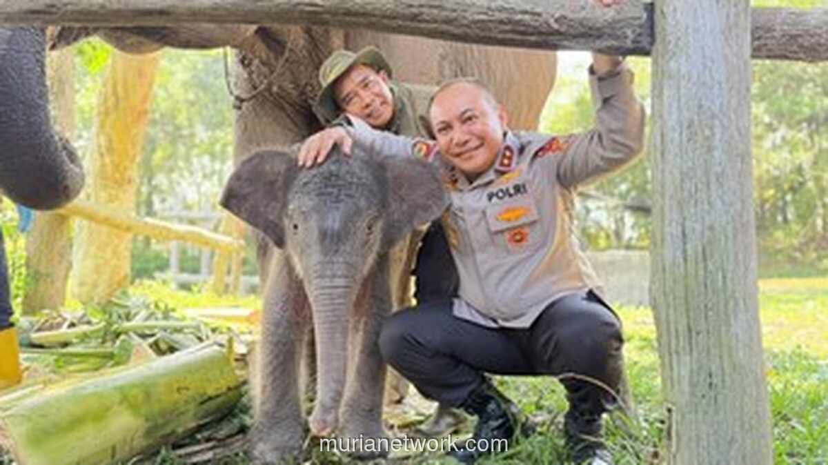 Kapolda Riau Beri Nama Anak Gajah Sumatera ‘Nona Seroja’, Simbol Harapan Konservasi di Tesso Nilo