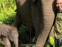 Menteri Kehutanan Setujui Nama Nona Seroja untuk Anak Gajah Sumatera di Taman Nasional Tesso Nilo