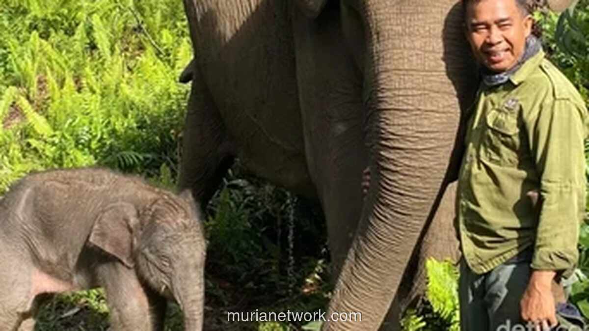 Menteri Kehutanan Setujui Nama Nona Seroja untuk Anak Gajah Sumatera di Taman Nasional Tesso Nilo