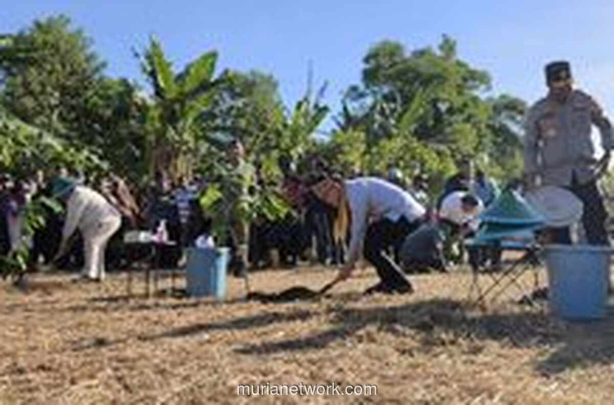 Gibran Tanam Bibit Kakao Bersama Mahasiswa di Perkebunan Manokwari Selatan