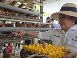 Titiek Soeharto Panen Telur di Nusakambangan, Apresiasi Program Pemberdayaan Napi