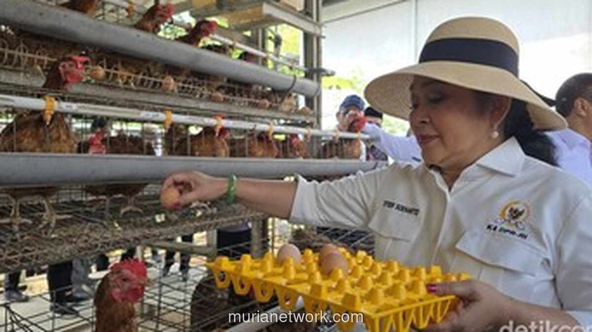 Titiek Soeharto Panen Telur di Nusakambangan, Apresiasi Program Pemberdayaan Napi
