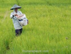 Nilai Tukar Petani Nasional Naik 1,99 Persen pada Mei 2026, Hortikultura Catat Lonjakan Tertinggi