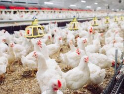 Harga Ayam Broiler Diprediksi Stagnan Sepanjang Juni 2026 Imbas Tradisi Masyarakat
