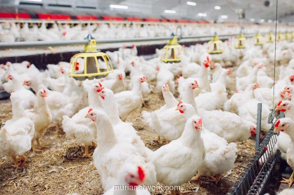 Harga Ayam Broiler Diprediksi Stagnan Sepanjang Juni 2026 Imbas Tradisi Masyarakat