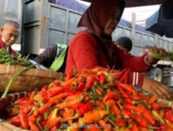 Pemerintah Dorong Harga Cabai di Tingkat Petani Kembali ke Level Wajar