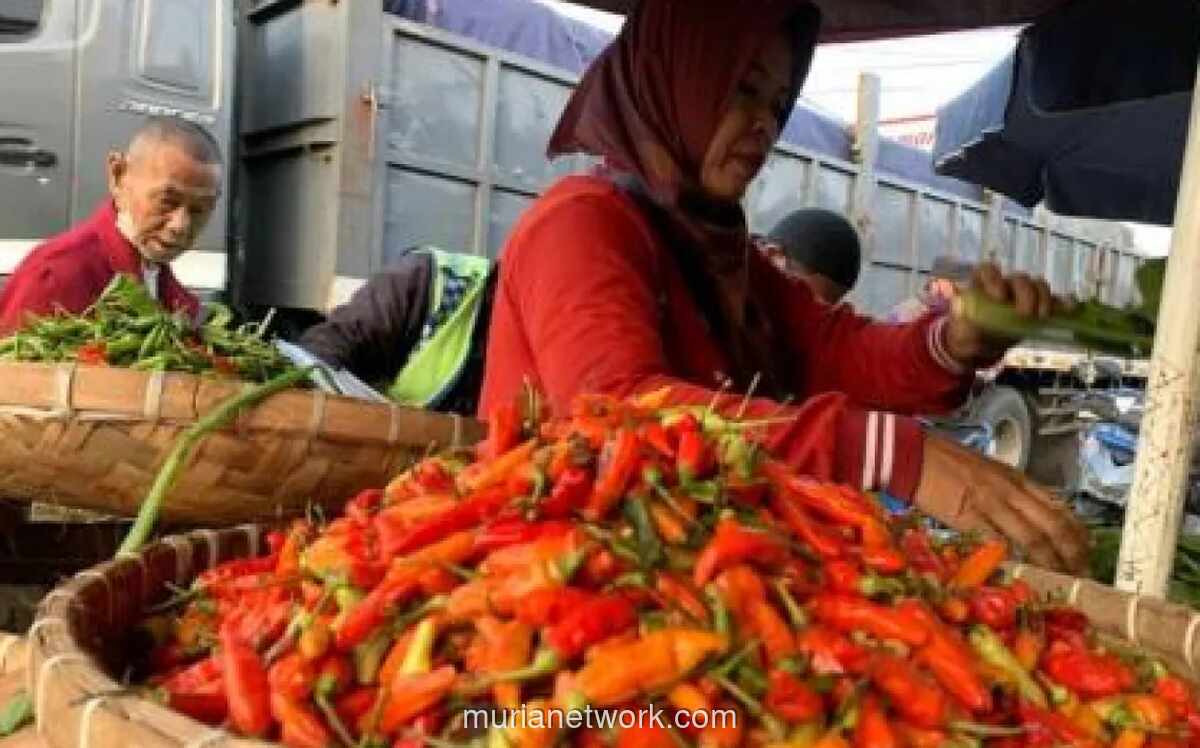 Pemerintah Dorong Harga Cabai di Tingkat Petani Kembali ke Level Wajar