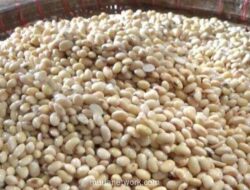 Pemerintah Siapkan Subsidi Rp2 Ribu per Kilogram Kedelai untuk Jaga Harga Tahu dan Tempe