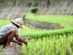 Mendagri dan Menteri ATR Terbitkan Pedoman Baru Lindungi Lahan Pertanian demi Swasembada Pangan