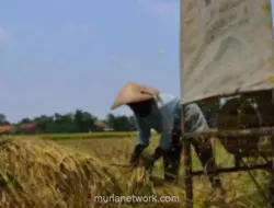 Program Makan Bergizi Gratis Dinilai Dorong Ekonomi Lokal dan Serap Hasil Petani