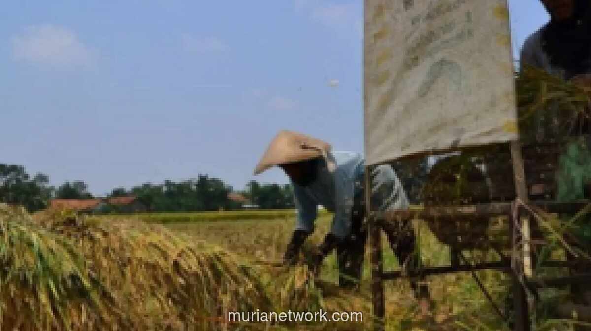 Program Makan Bergizi Gratis Dinilai Dorong Ekonomi Lokal dan Serap Hasil Petani