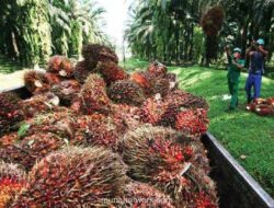Petani Sawit Khawatir Margin Ekspor BUMN Tekan Harga Tandan Buah Segar