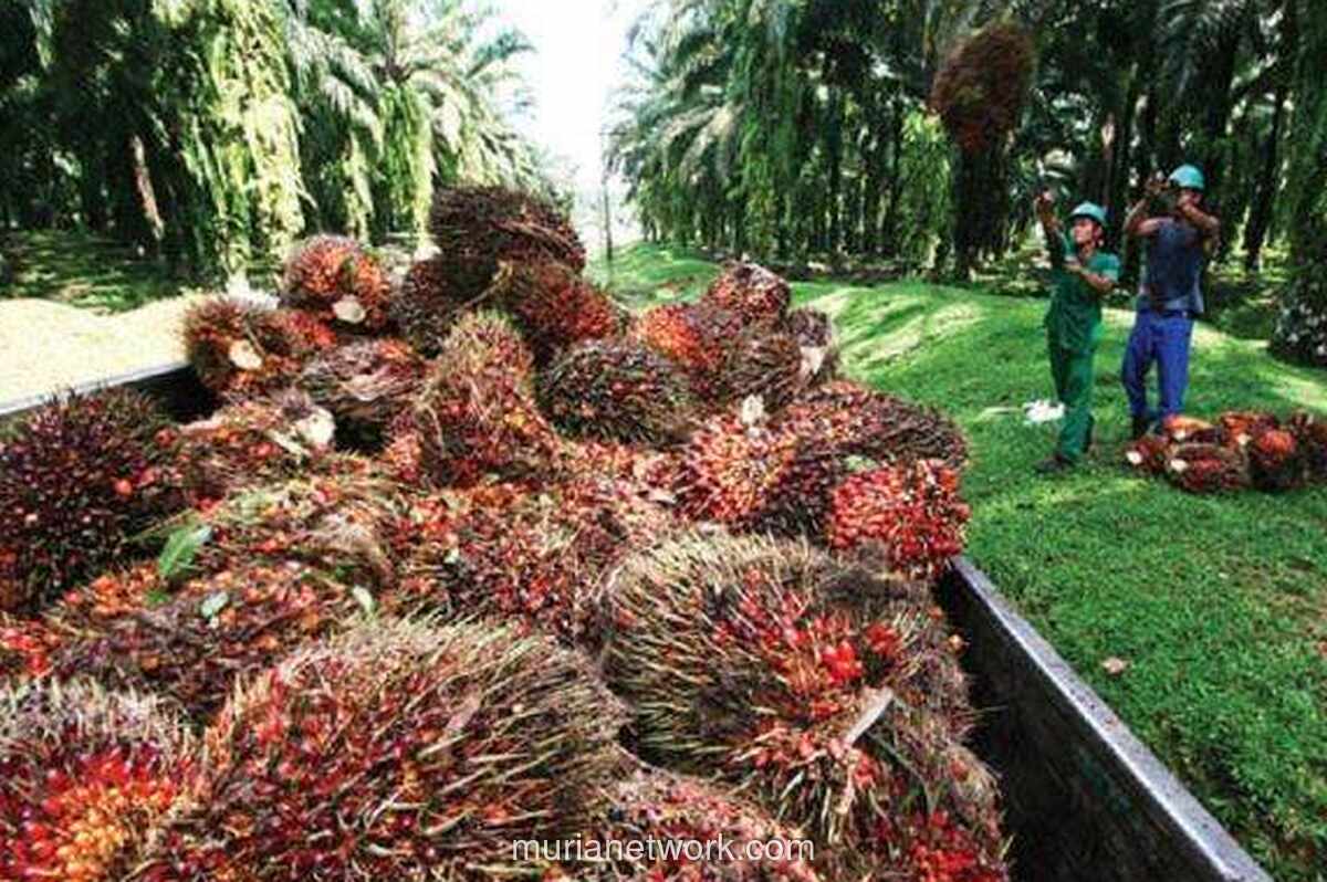 Petani Sawit Khawatir Margin Ekspor BUMN Tekan Harga Tandan Buah Segar