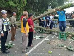 Pohon Tumbang Timpa Motor dan Gerobak PKL di Bogor, Lalu Lintas Sempat Macet