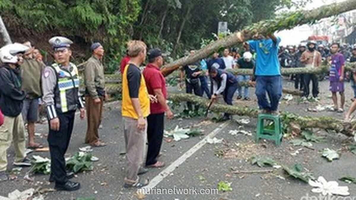 Pohon Tumbang Timpa Motor dan Gerobak PKL di Bogor, Lalu Lintas Sempat Macet