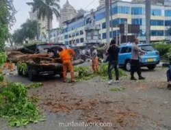 Pohon Tumbang Timpa Mercy dan Taksi di Kelapa Gading, Dua Orang Luka