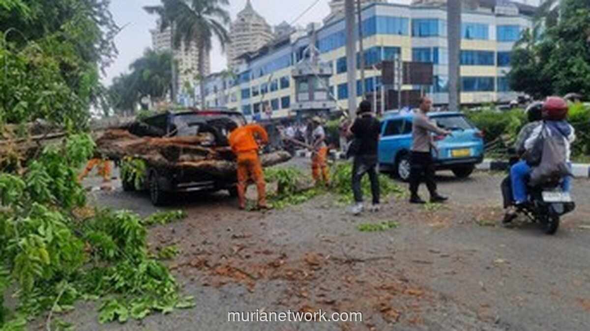 Pohon Tumbang Timpa Mercy dan Taksi di Kelapa Gading, Dua Orang Luka