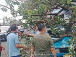 Pohon Kicopong Tumbang Timpa Kios dan Angkot di Simpang Talang, Lalu Lintas Sempat Macet