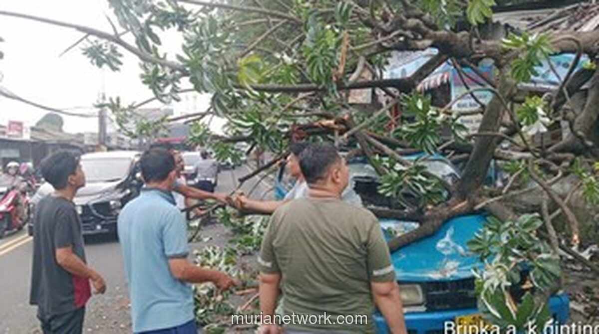 Pohon Kicopong Tumbang Timpa Kios dan Angkot di Simpang Talang, Lalu Lintas Sempat Macet