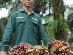 POPSI Kritik PP Nomor 24 Tahun 2026, Nilai Aturan Ekspor Sawit Berpotensi Tak Transparan dan Rugikan Petani