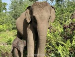Anak Gajah Sumatera Lahir di Taman Nasional Tesso Nilo, Jadi Sinyal Positif Konservasi