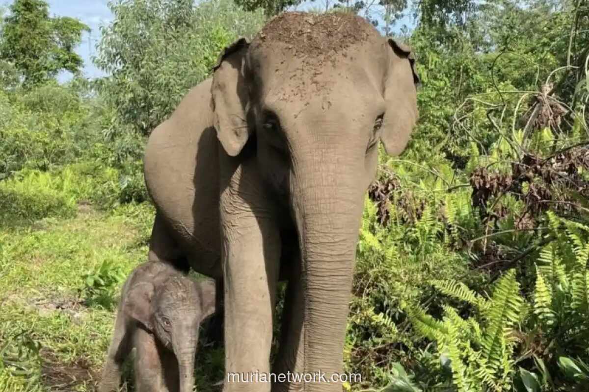 Anak Gajah Sumatera Lahir di Taman Nasional Tesso Nilo, Jadi Sinyal Positif Konservasi