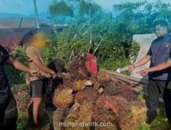 Pencuri Sawit 1.620 Kg Tertidur di Samping Tumpukan Hasil Curian, Petugas Keamanan Temukan saat Patroli