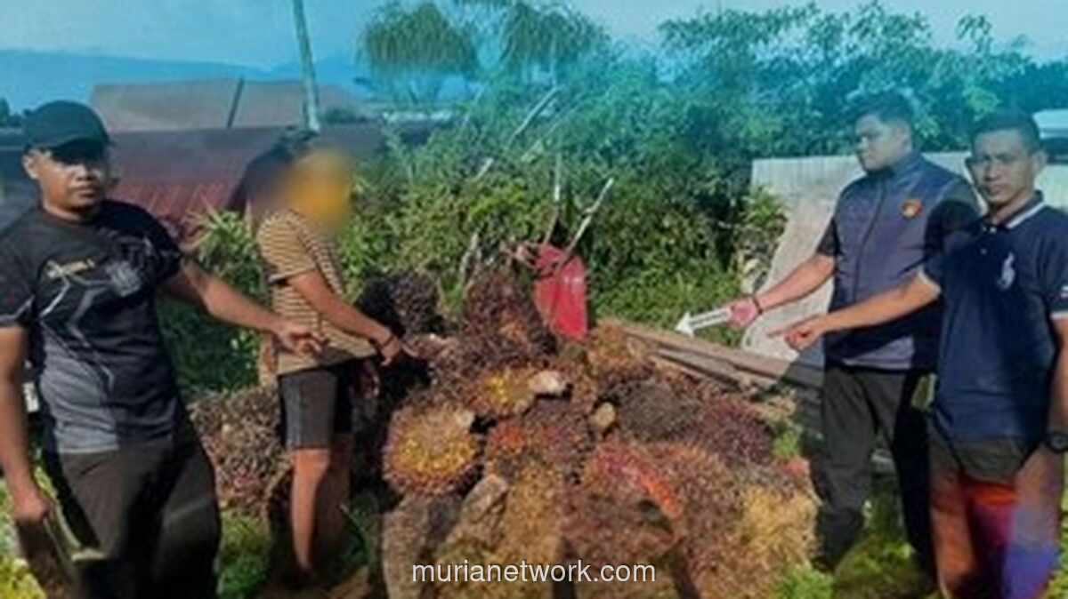 Pencuri Sawit 1.620 Kg Tertidur di Samping Tumpukan Hasil Curian, Petugas Keamanan Temukan saat Patroli