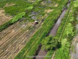 Produksi Padi Merauke Melonjak 66 Persen Berkat Program Optimalisasi Lahan dan Cetak Sawah Rakyat