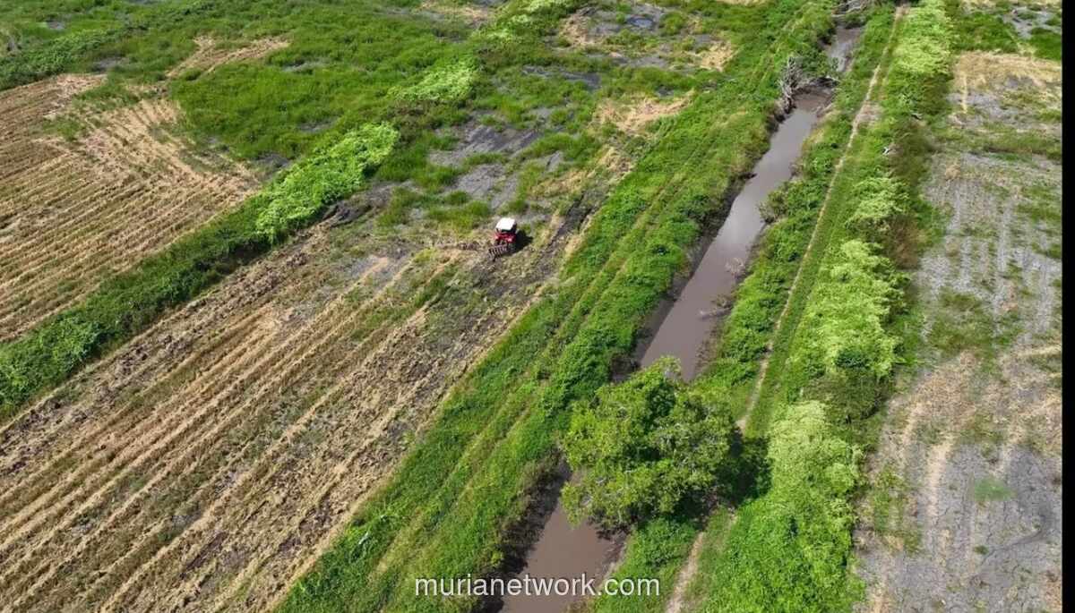 Produksi Padi Merauke Melonjak 66 Persen Berkat Program Optimalisasi Lahan dan Cetak Sawah Rakyat