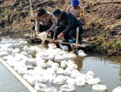Polairud Polda Metro Jaya Tebar 165.000 Benih Ikan Bandeng dan Udang Vaname di Muaragembong untuk Dukung Ketahanan Pangan