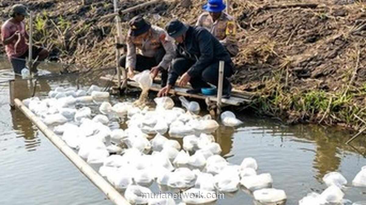 Polairud Polda Metro Jaya Tebar 165.000 Benih Ikan Bandeng dan Udang Vaname di Muaragembong untuk Dukung Ketahanan Pangan
