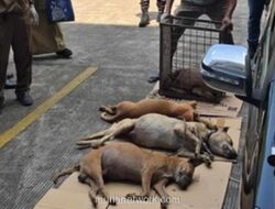 Polres Bogor Amankan 109 Anjing Pemburu Usai Serangan Fatal Tewaskan Bocah di Jasinga