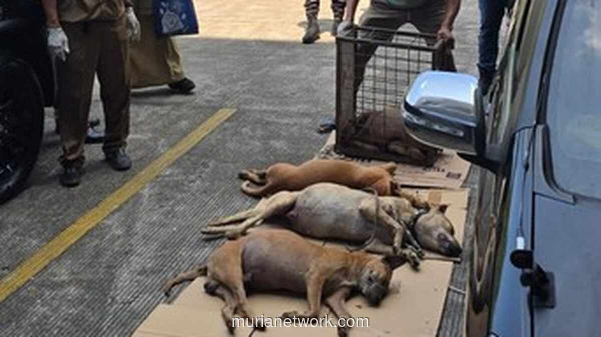 Polres Bogor Amankan 109 Anjing Pemburu Usai Serangan Fatal Tewaskan Bocah di Jasinga