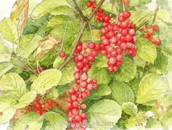 Schisandra Chinensis, Buah Lima Rasa yang Kini Diteliti Ilmuwan Modern
