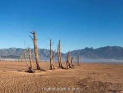 Hari Dunia Memerangi Penggurunan 2026 Soroti Krisis Padang Rumput dan Seruan Restorasi Global