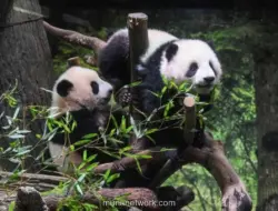 Ditinggal Panda Ikonik, Kota Shirahama Jepang Berbenah Tarik Wisatawan