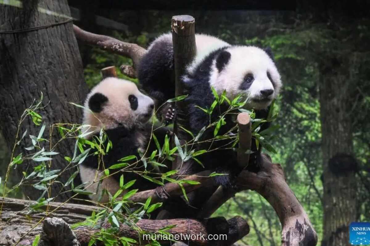 Ditinggal Panda Ikonik, Kota Shirahama Jepang Berbenah Tarik Wisatawan