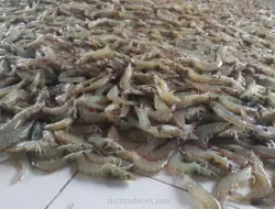 Biological Manufacturing: Ketika Tambak Udang Butuh Manusia, Bukan Sekadar Teknologi