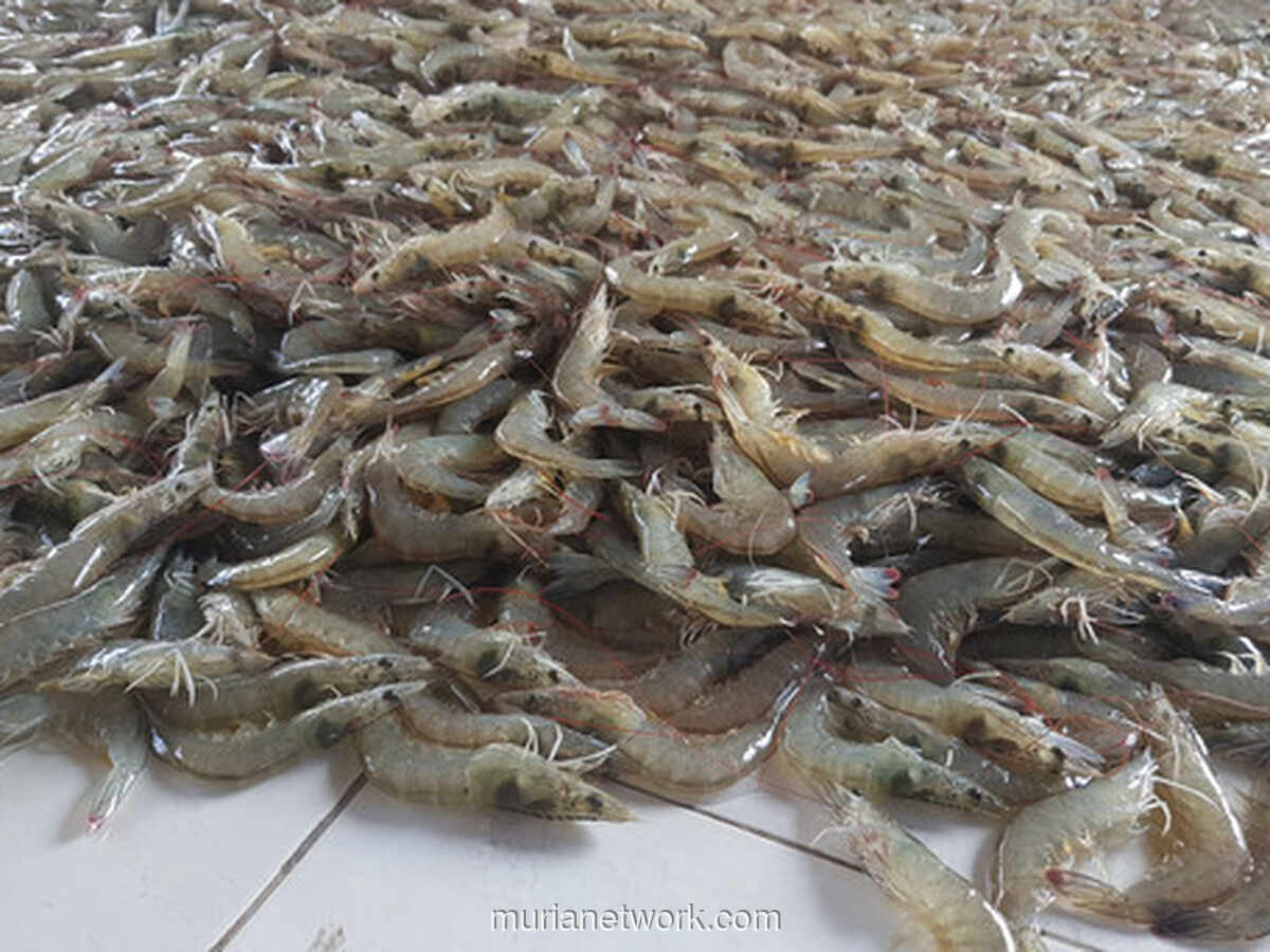 Biological Manufacturing: Ketika Tambak Udang Butuh Manusia, Bukan Sekadar Teknologi