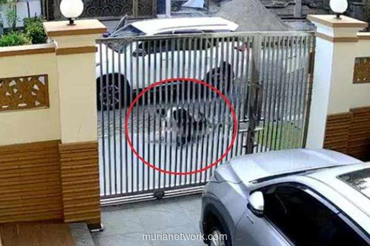 Polisi Ungkap Motif Percobaan Penculikan Pria Lansia di PIK: Dendam Asmara Tak Direstui