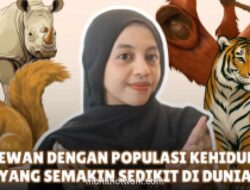 Populasi Satwa Langka Dunia Terus Menyusut, Badak Jawa Tersisa 80 Ekor di Alam Liar