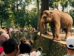 Ragunan Duga Aksi Bocah di Batas Kandang Gajah Sengaja Demi Konten Viral