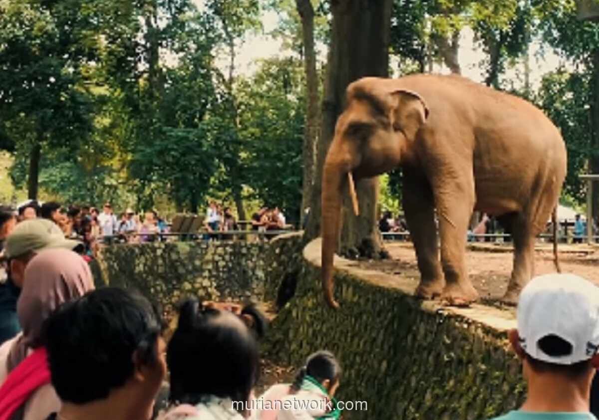 Ragunan Duga Aksi Bocah di Batas Kandang Gajah Sengaja Demi Konten Viral