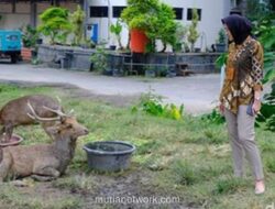 Rusa di Taman Sriwedari Solo Ditemukan Mengais Sampah, Pemkot Turun Tangan Evaluasi Pengelolaan