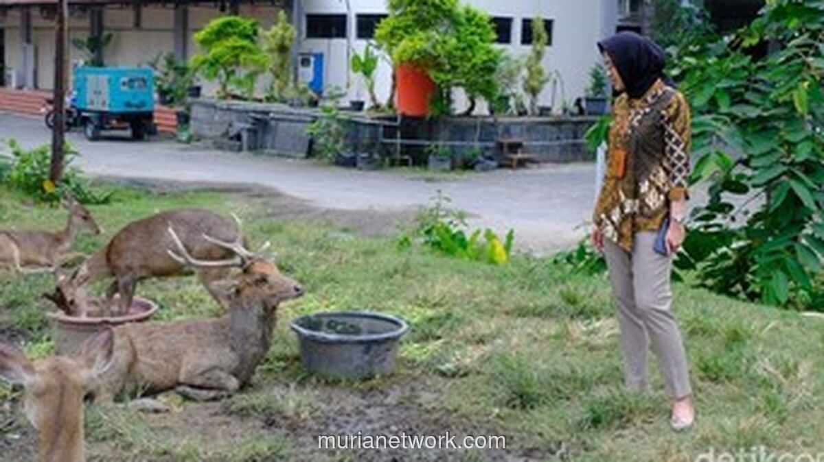 Rusa di Taman Sriwedari Solo Ditemukan Mengais Sampah, Pemkot Turun Tangan Evaluasi Pengelolaan