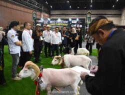 Domba Garut Jadi Bintang Indo Livestock 2026, Kontes Indoor Pertama di Pameran Internasional